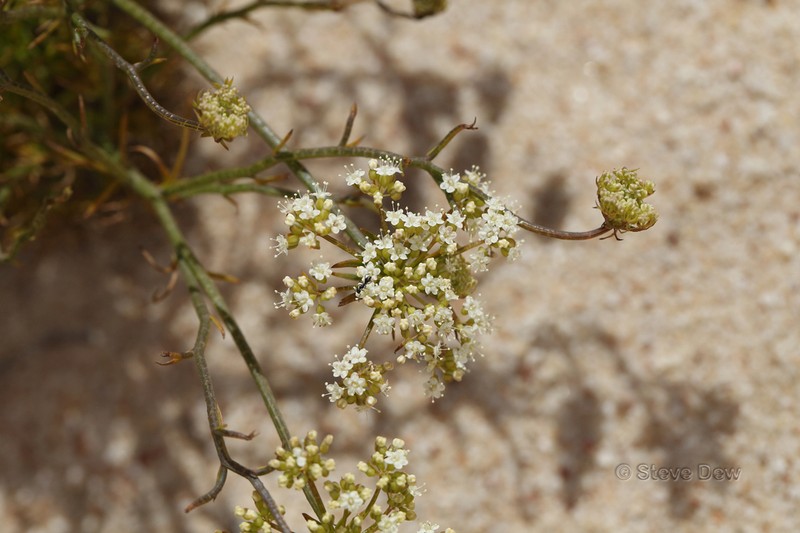 Platysace xerophila