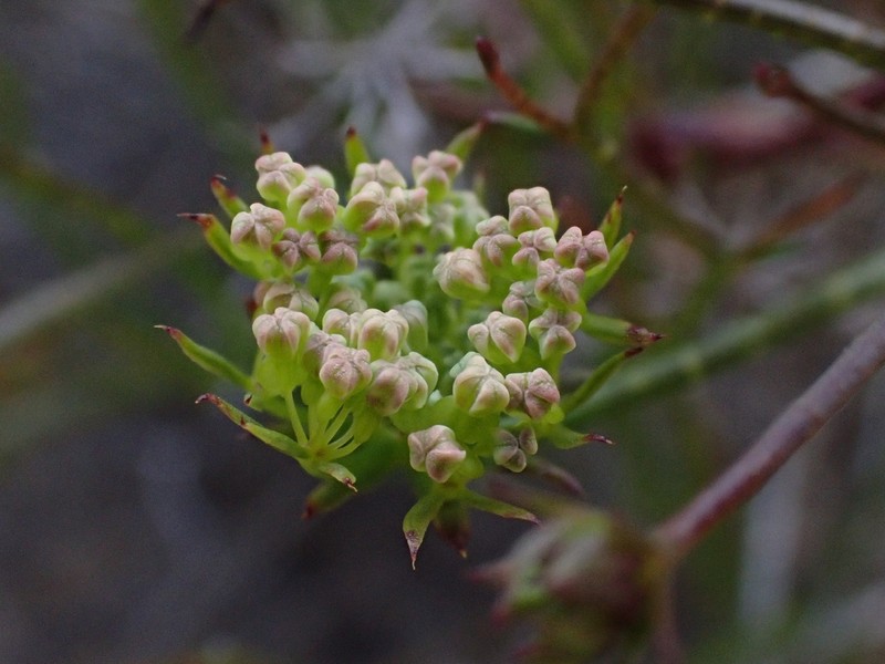Platysace xerophila photo 2