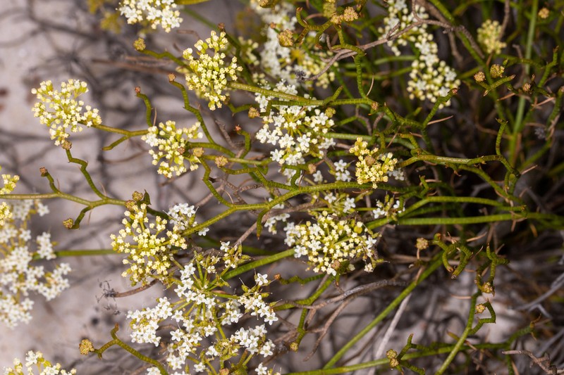 Platysace xerophila photo 3