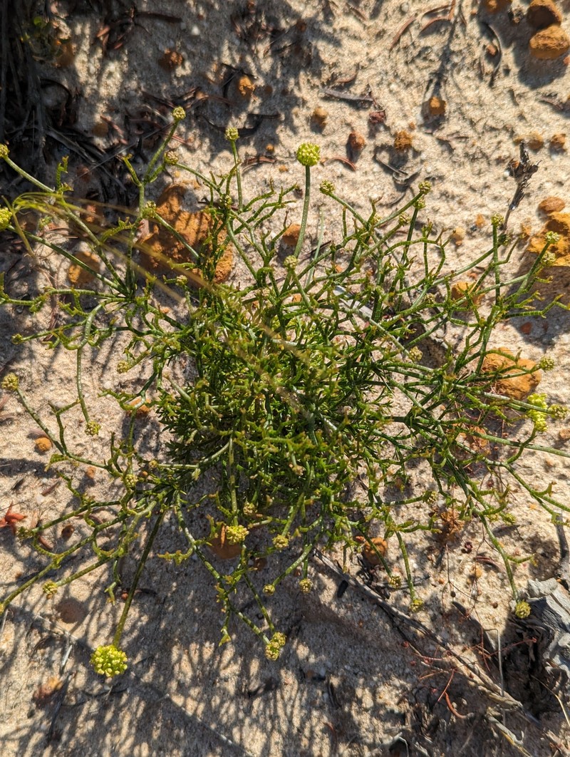 Platysace xerophila photo 6