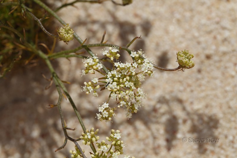 Platysace xerophila photo 7