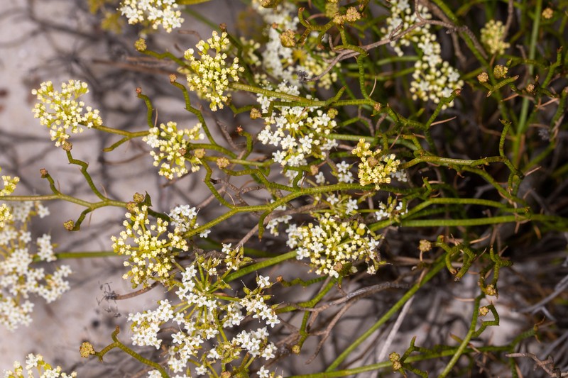 Platysace xerophila photo 8
