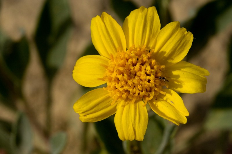 Basindaisy