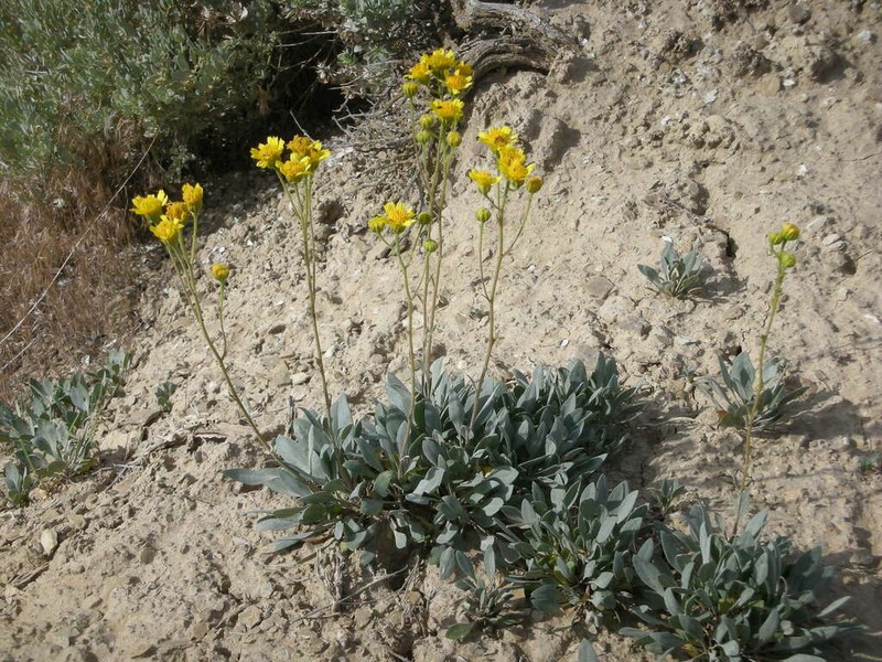 Basindaisy photo 2