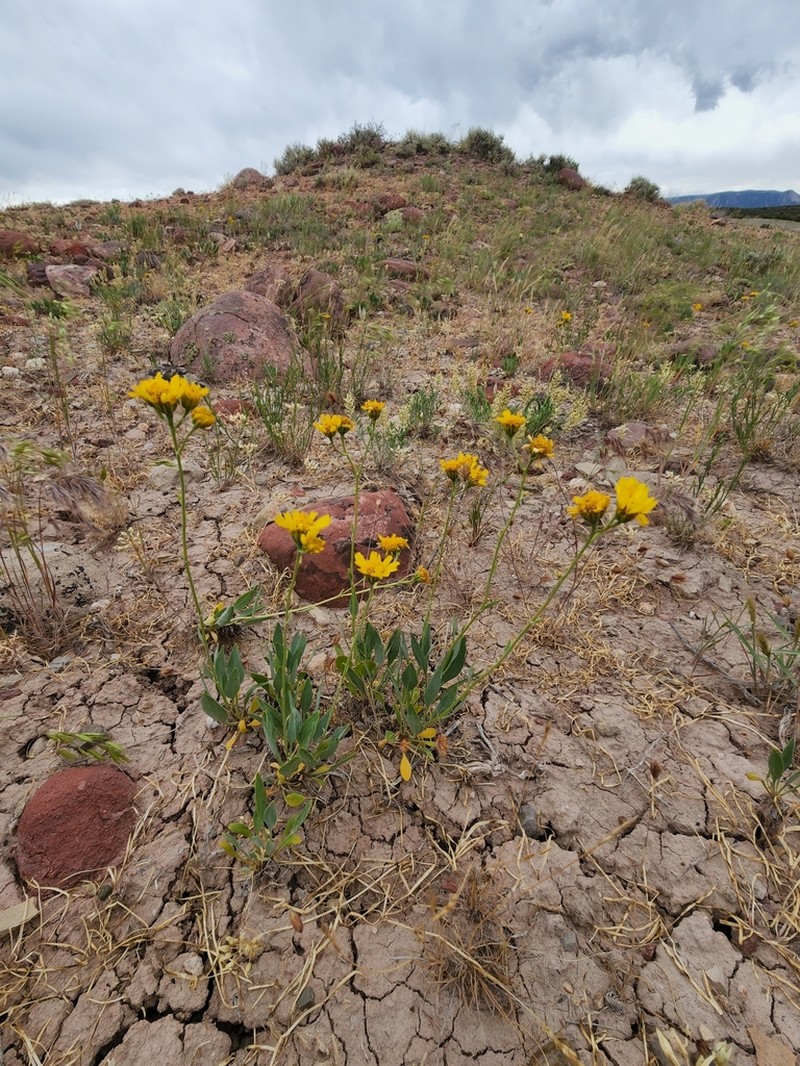 Basindaisy photo 3