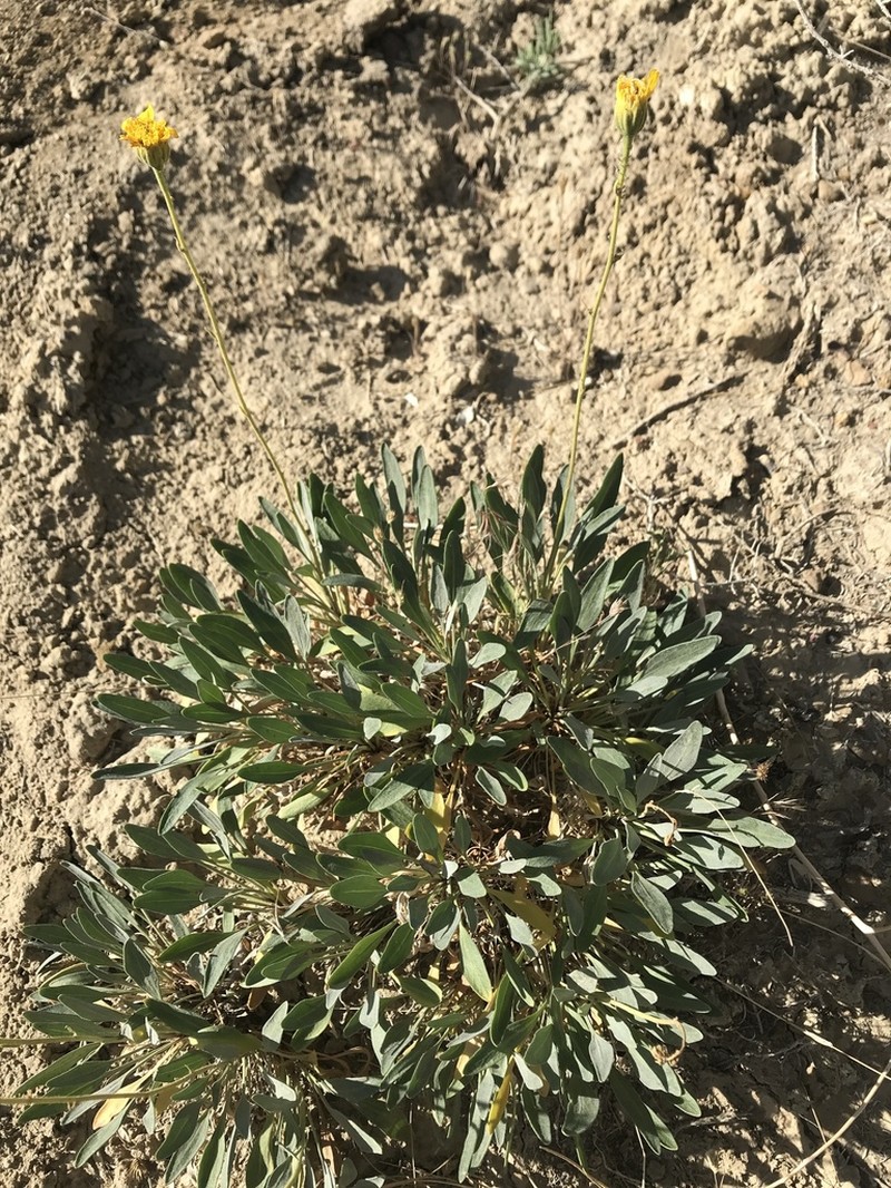 Basindaisy photo 4