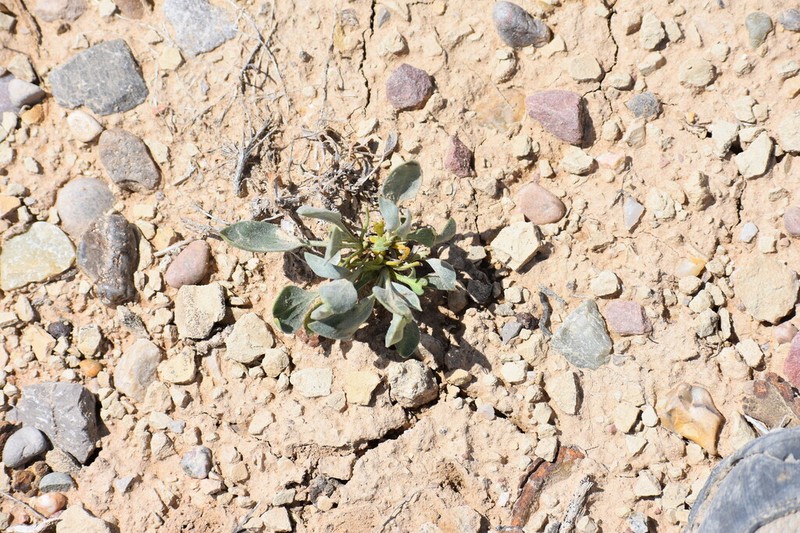 Basindaisy photo 5