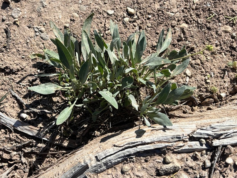 Basindaisy photo 6