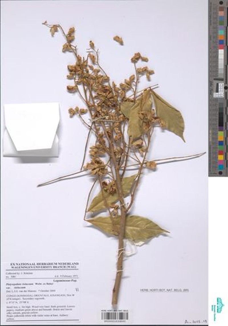 Platysepalum violaceum var. violaceum photo 2