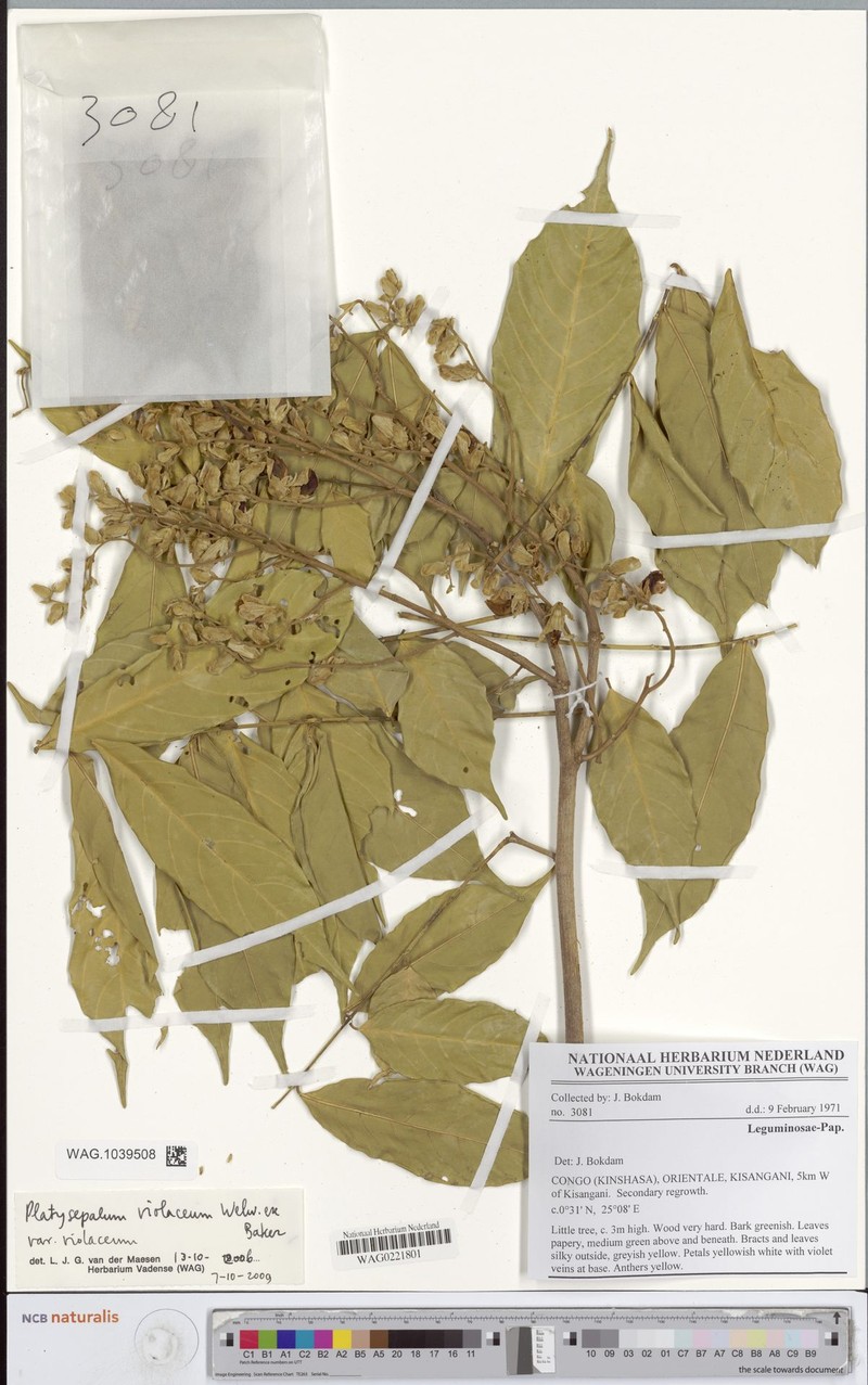Platysepalum violaceum var. violaceum photo 3