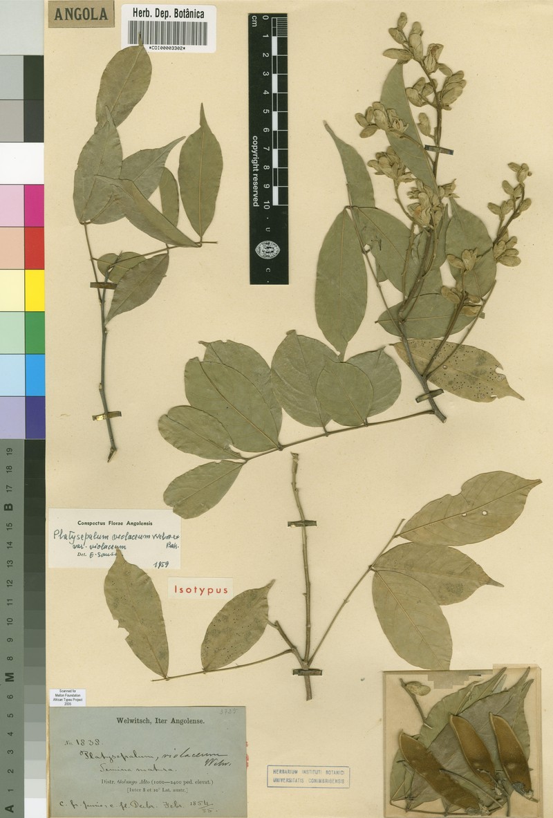 Platysepalum violaceum var. violaceum photo 4