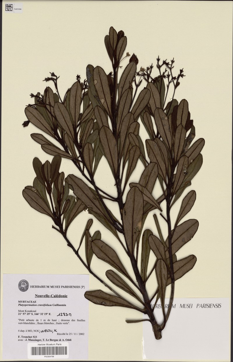 Platyspermation crassifolium