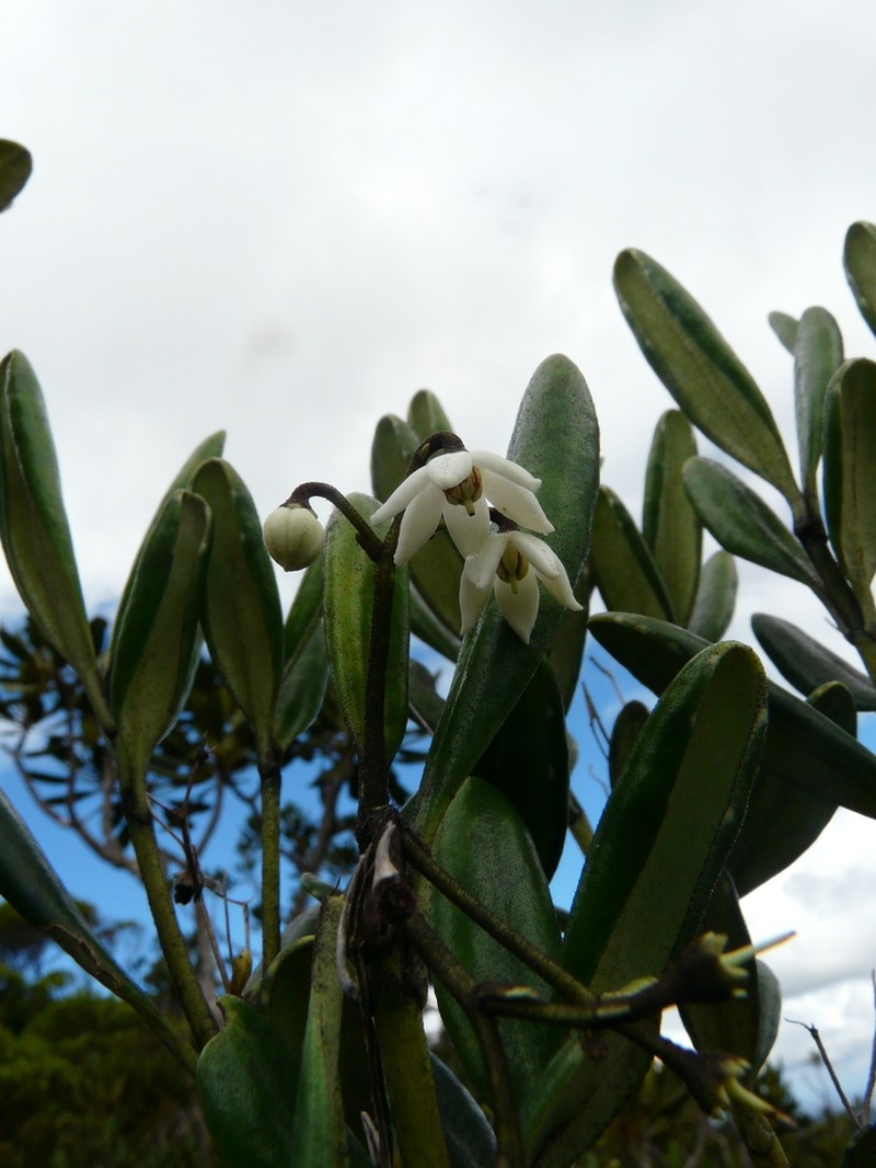 Platyspermation crassifolium photo 2