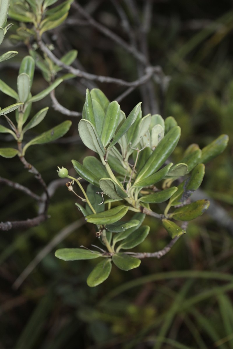 Platyspermation crassifolium photo 3