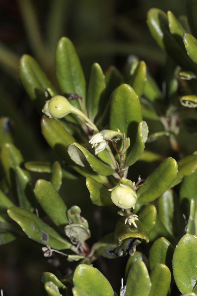 Platyspermation crassifolium photo 5