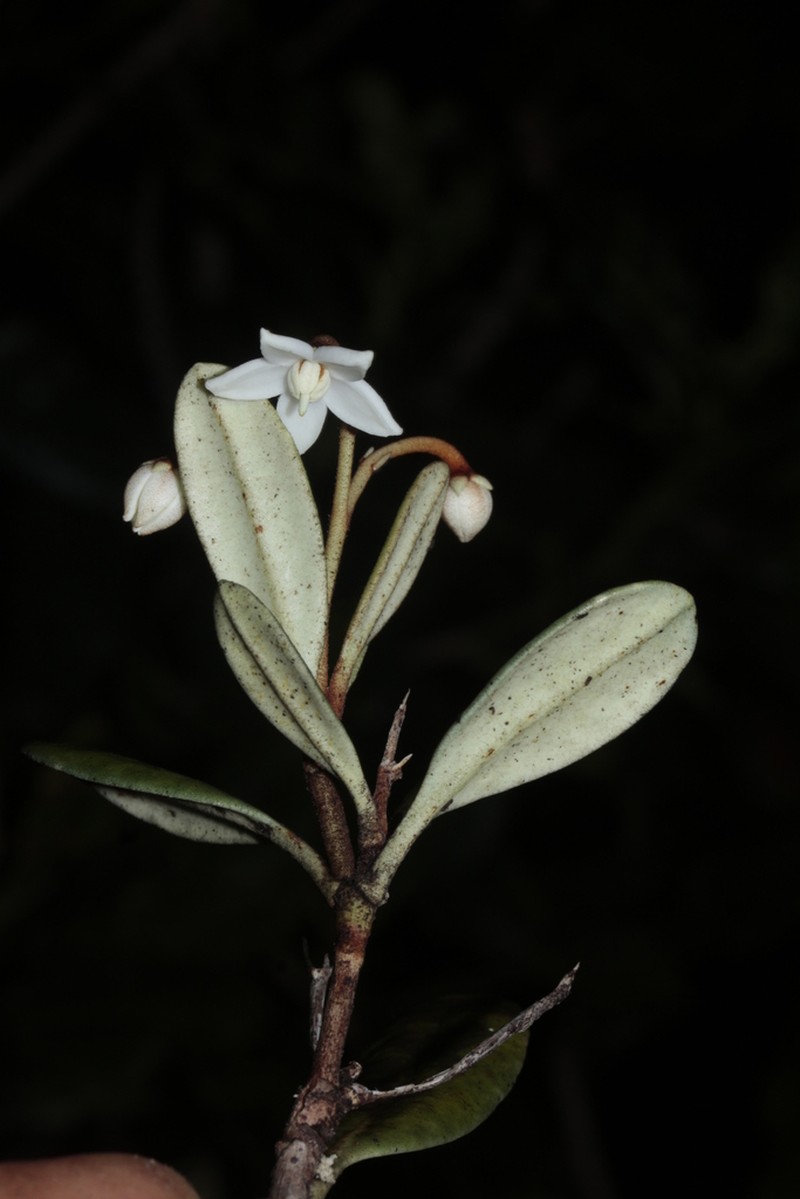 Platyspermation crassifolium photo 6