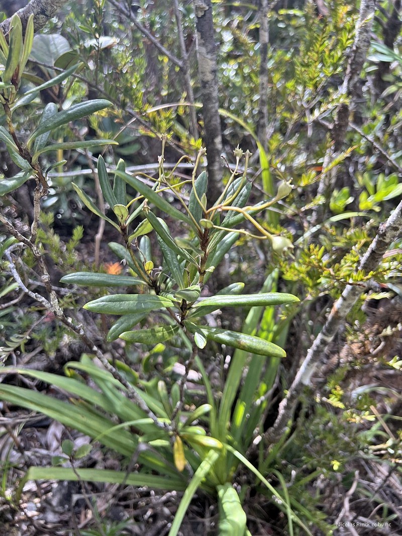 Platyspermation crassifolium photo 7