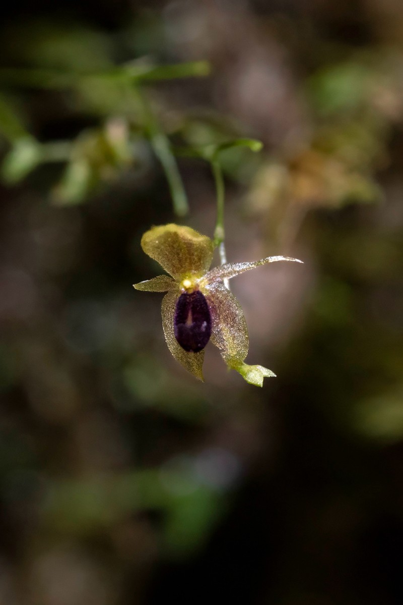 Platystele cedriensis