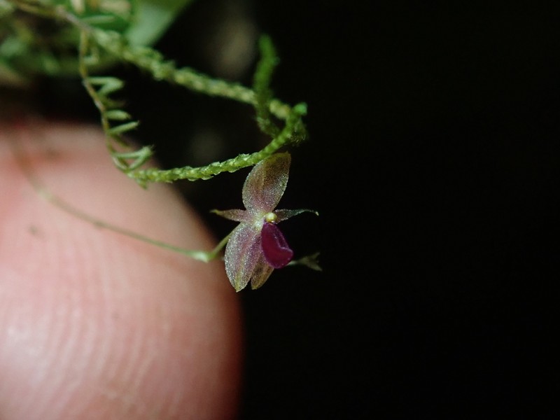 Platystele cedriensis photo 2