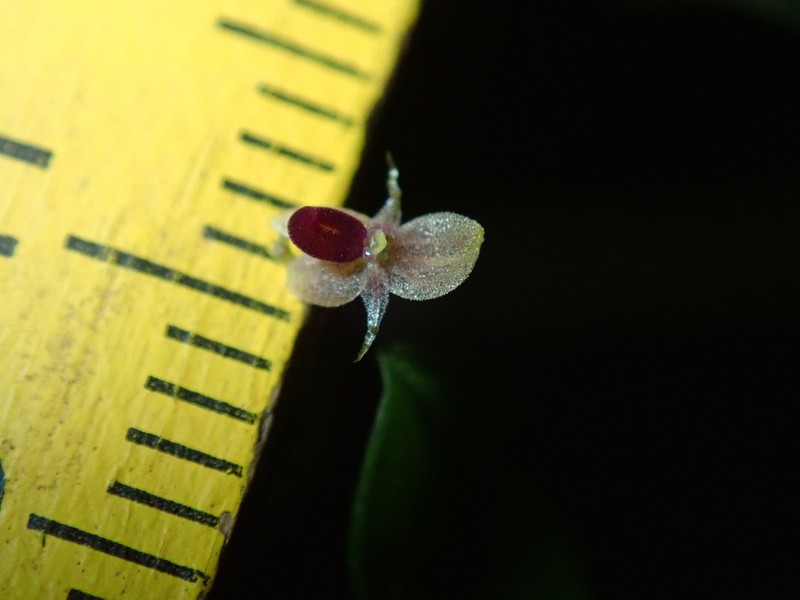 Platystele cedriensis photo 5