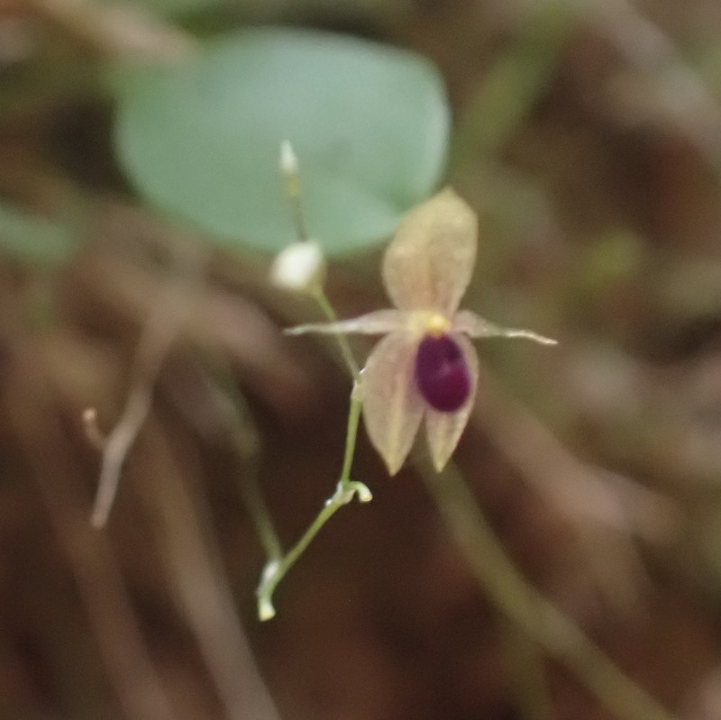 Platystele cedriensis photo 8