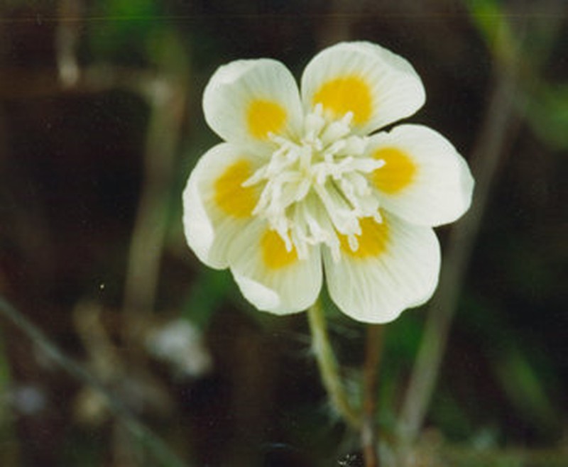 Creamcups photo 4