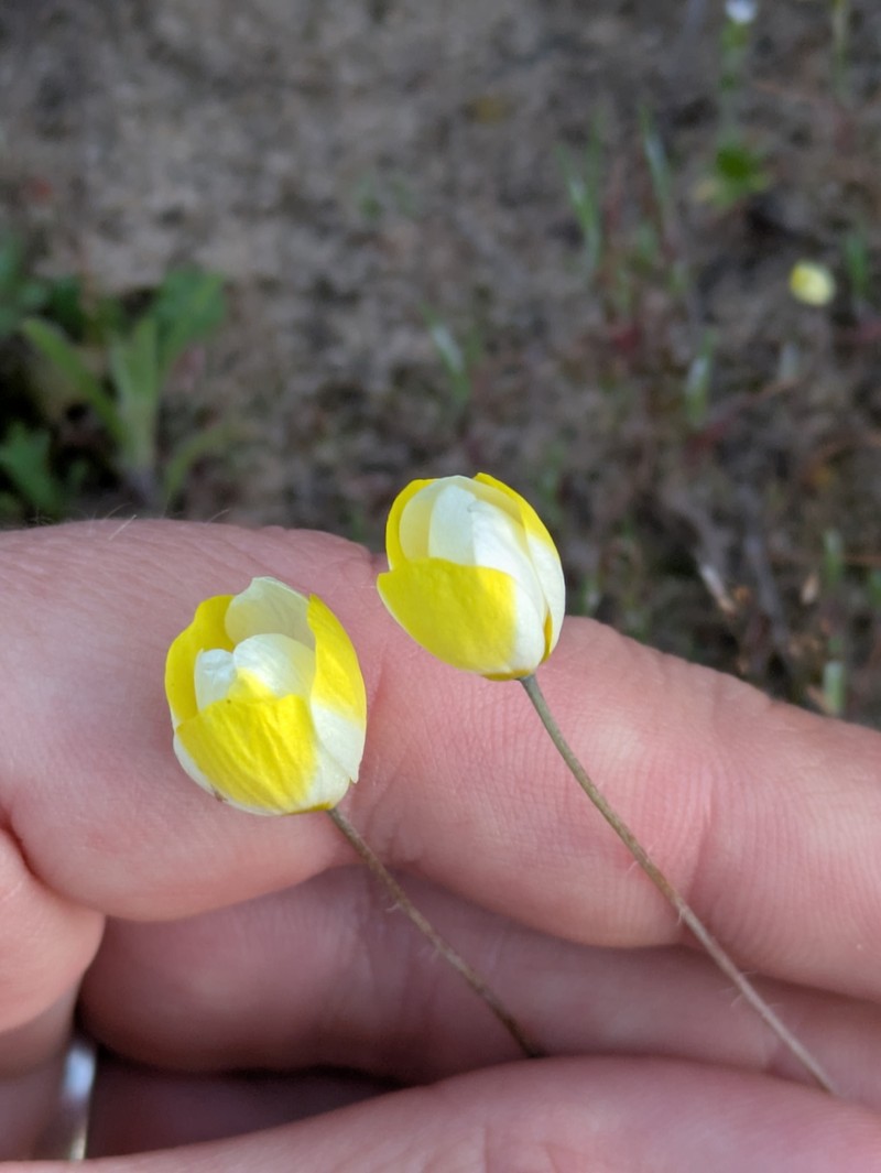 Platystigma lineare