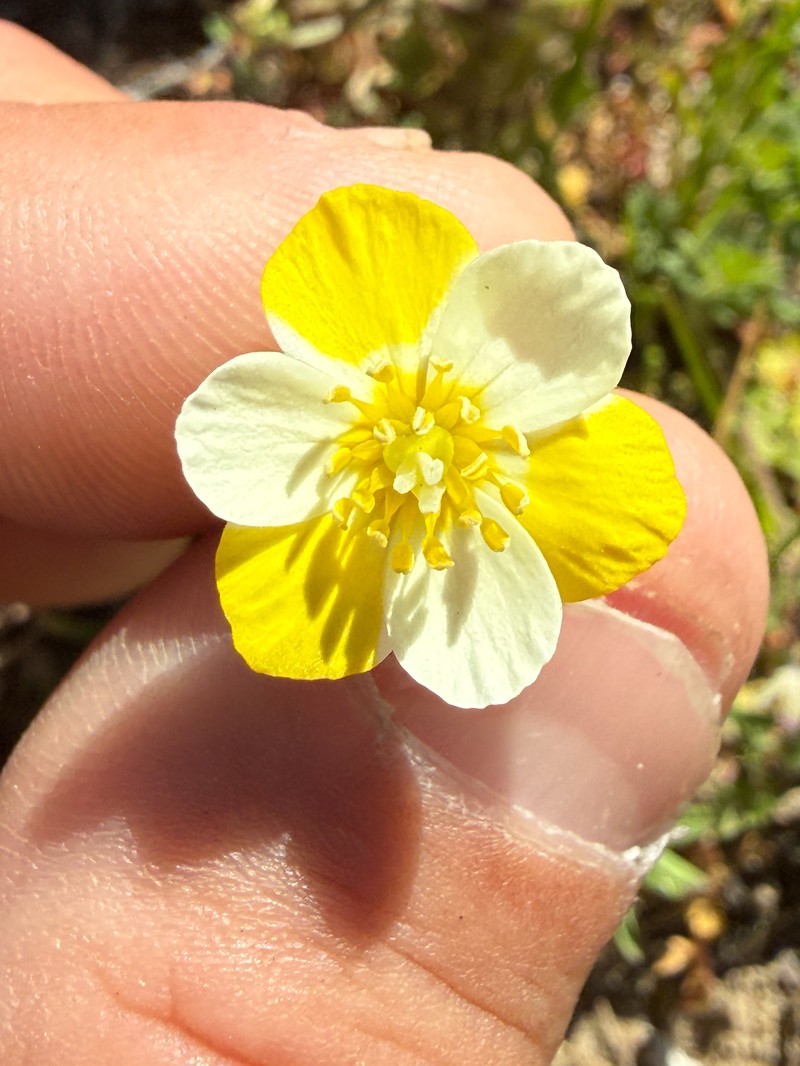 Platystigma lineare photo 2