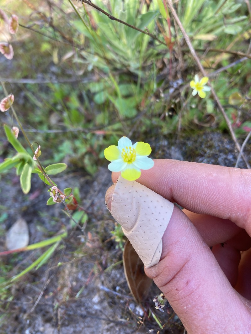 Platystigma lineare photo 3