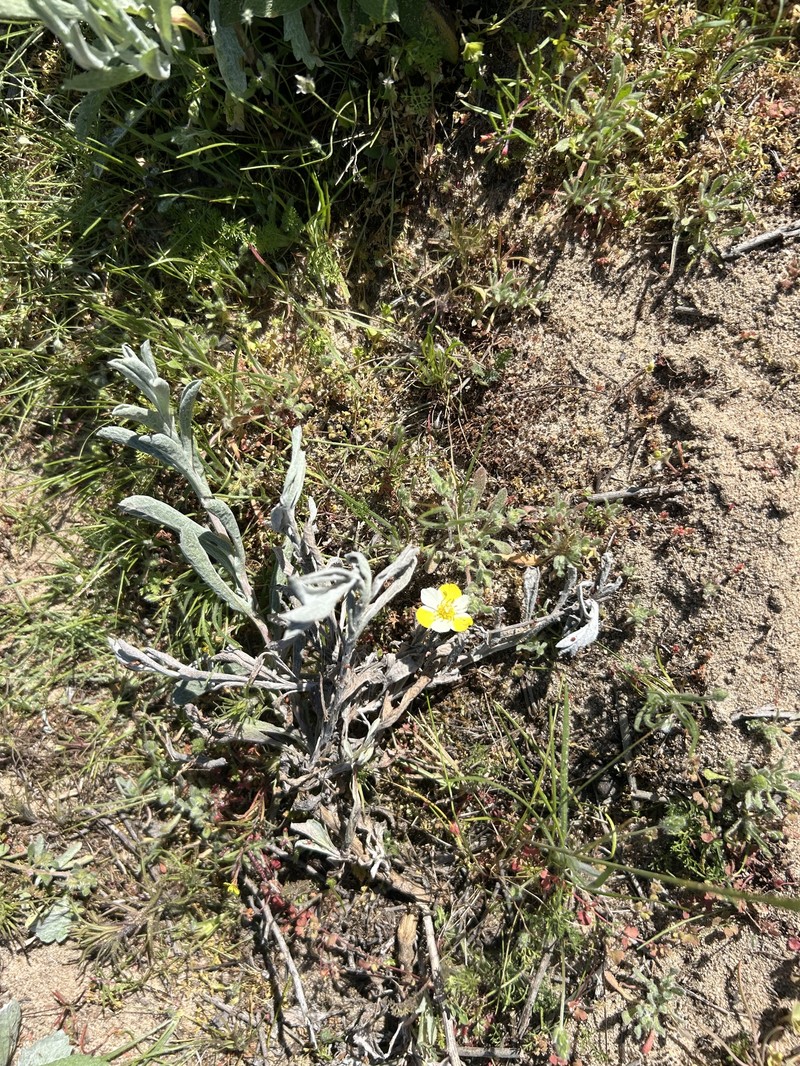 Platystigma lineare photo 4