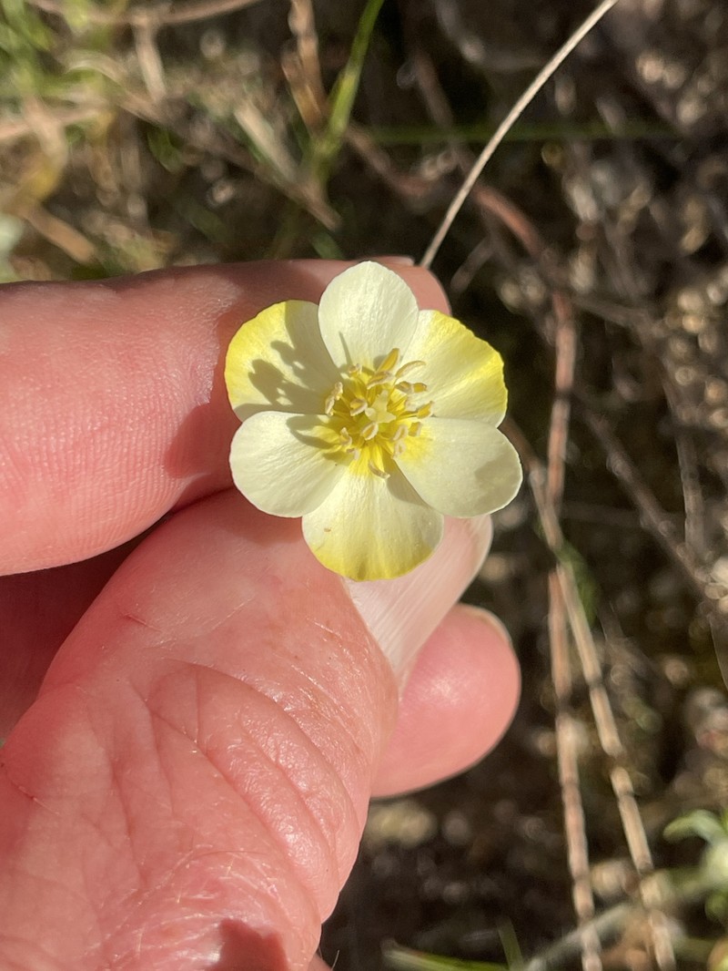 Platystigma lineare photo 6