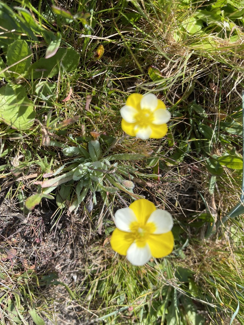 Platystigma lineare photo 8