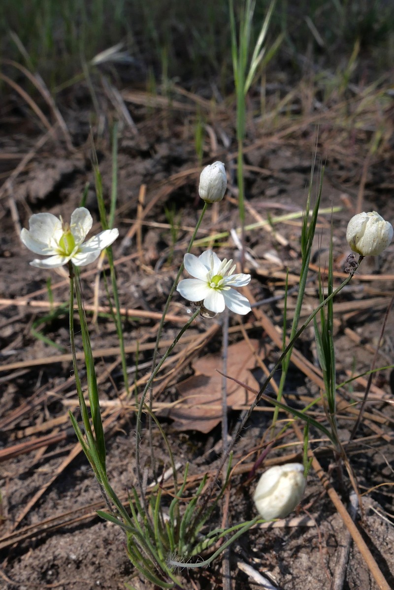 Narrowleaf Queen Poppy photo 2