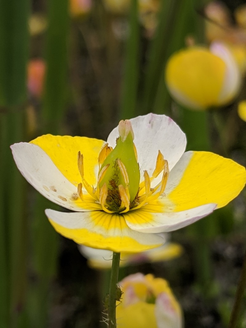 Narrowleaf Queen Poppy