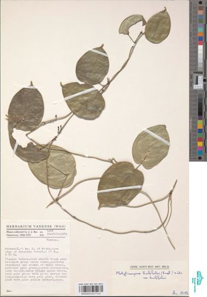 Platytinospora buchholzii var. buchholzii