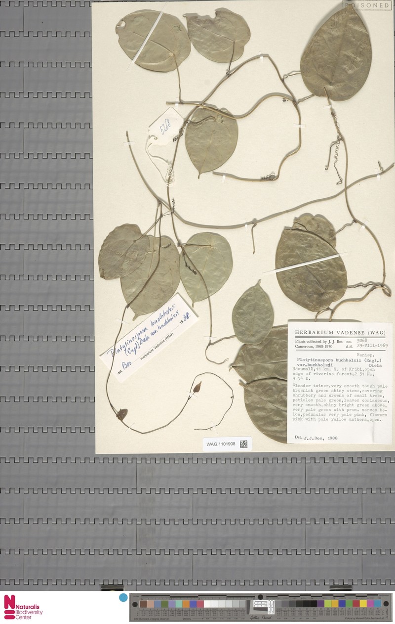 Platytinospora buchholzii var. buchholzii photo 3