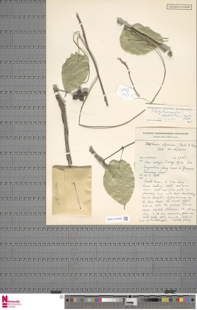 Platytinospora buchholzii var. buchholzii photo 4