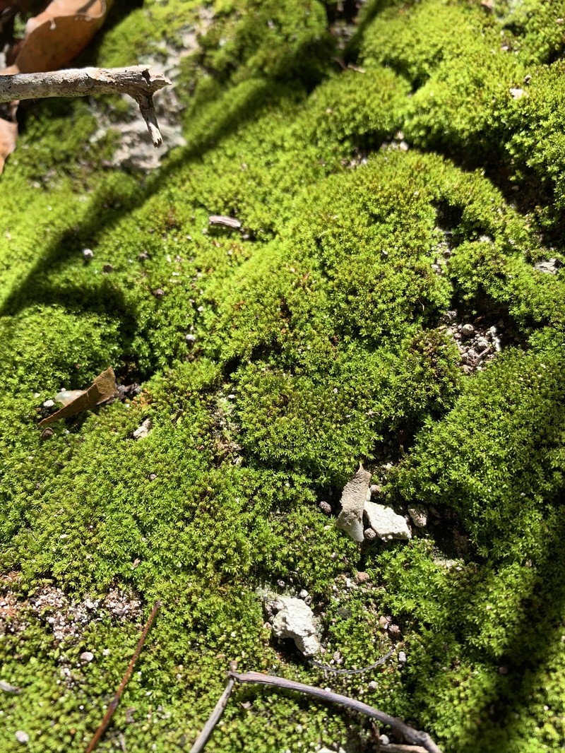 Sprengel's Plaubelia Moss photo 2