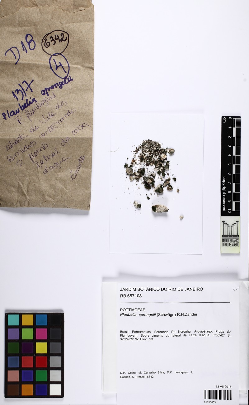 Sprengel's Plaubelia Moss photo 5