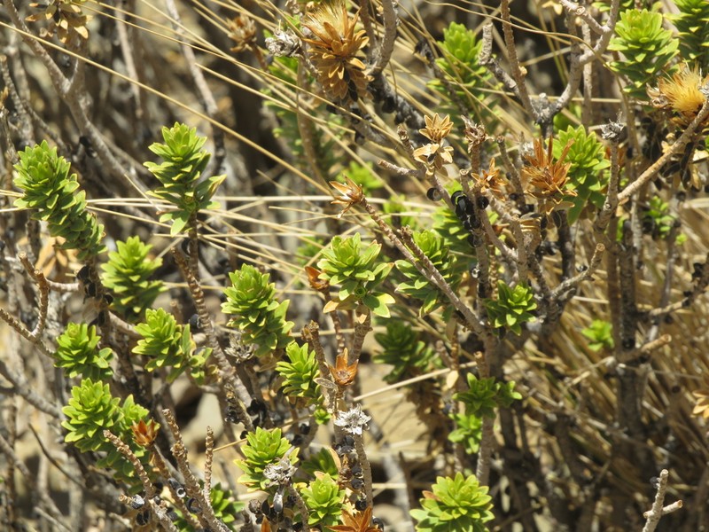 Plazia daphnoides