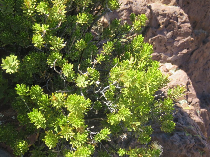Plazia daphnoides photo 2