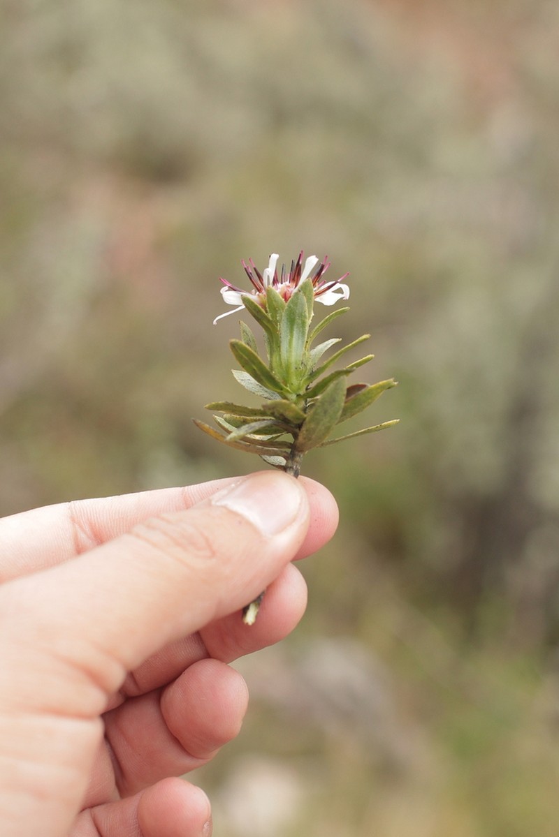 Plazia daphnoides photo 3