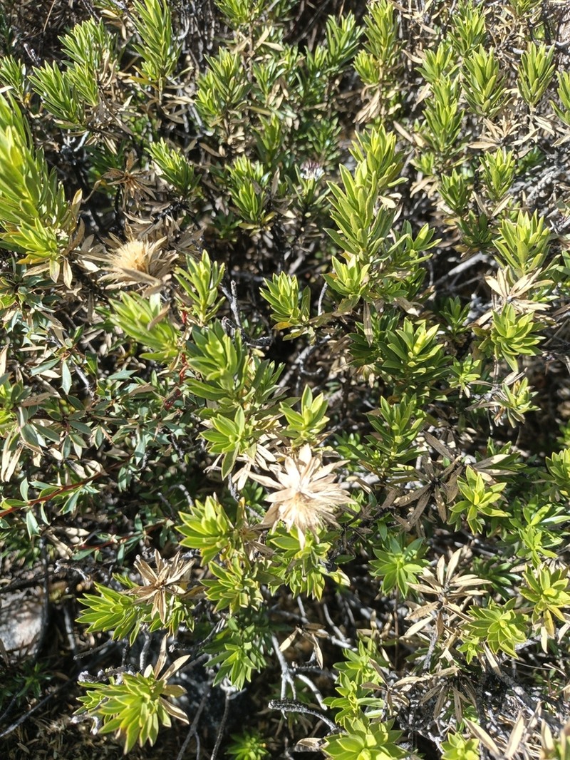 Plazia daphnoides photo 4