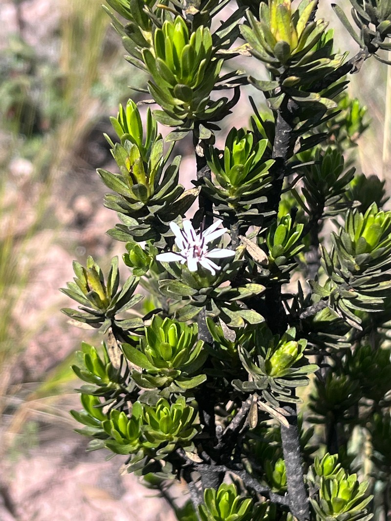 Plazia daphnoides photo 5
