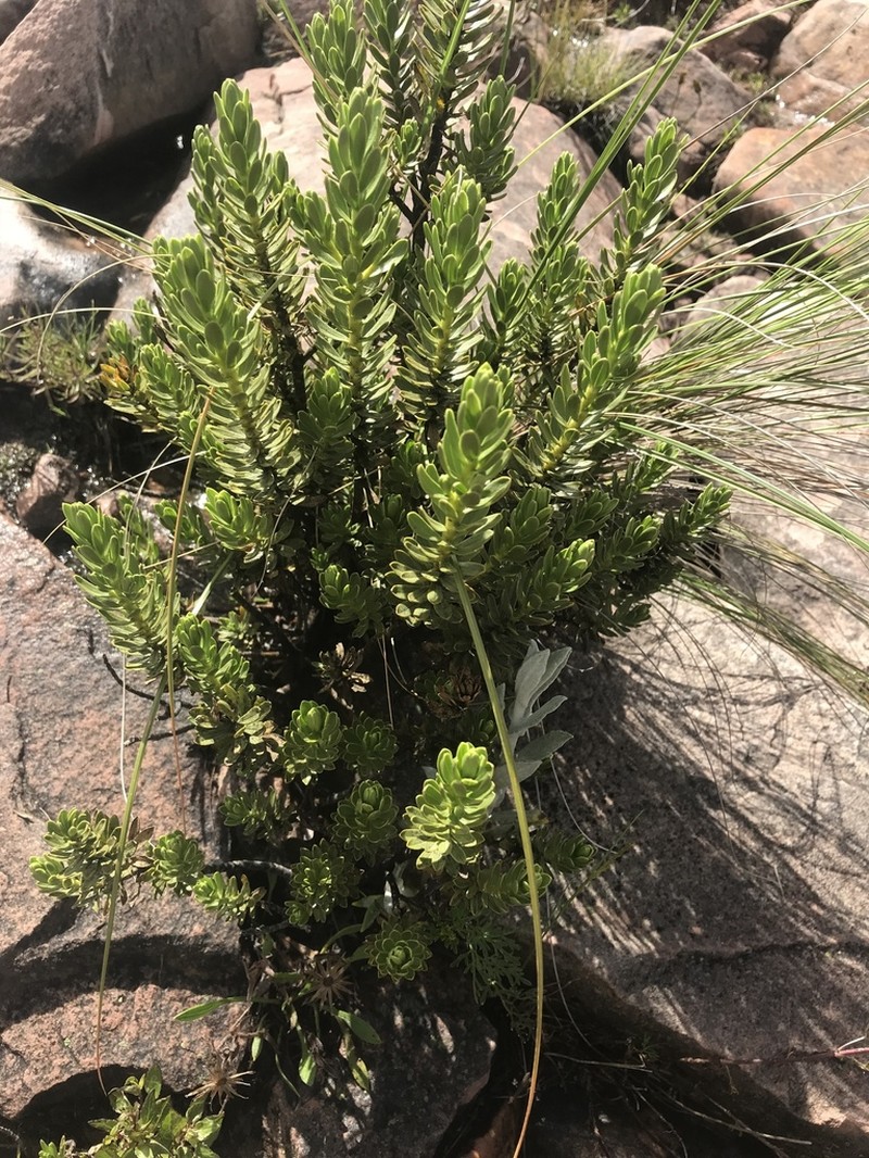 Plazia daphnoides photo 6