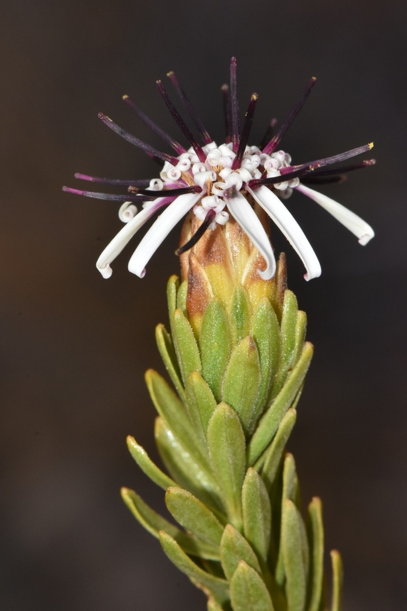 Plazia daphnoides photo 7