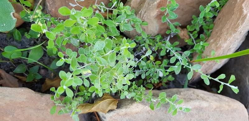 Plecostachys polifolia