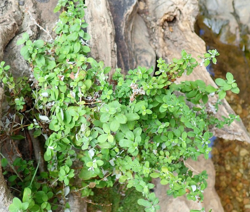Plecostachys polifolia photo 2