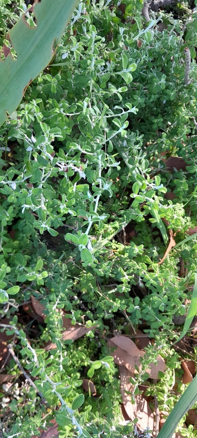 Plecostachys polifolia photo 3