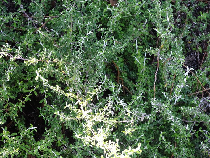 Plecostachys polifolia photo 4